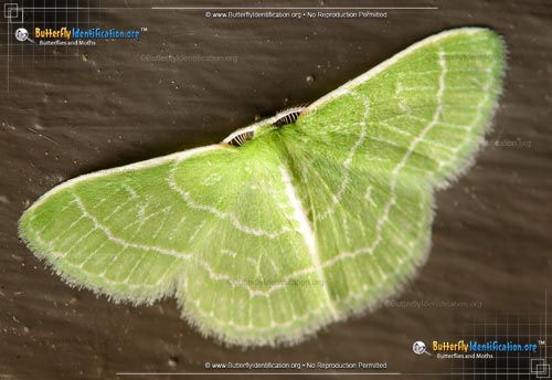 Thumbnail image #1 of the Wavy-lined Emerald Moth