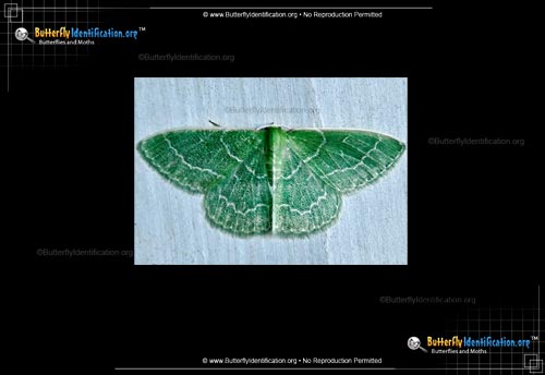 Thumbnail image #2 of the Wavy-lined Emerald Moth