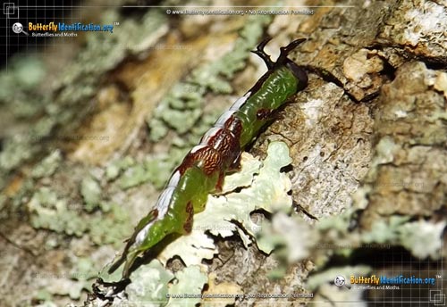 Thumbnail caterpillar image of the Wavy-lined Heterocampa Moth