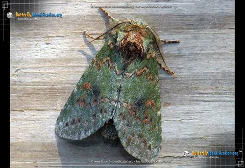 Thumbnail image #1 of the Wavy-lined Heterocampa Moth