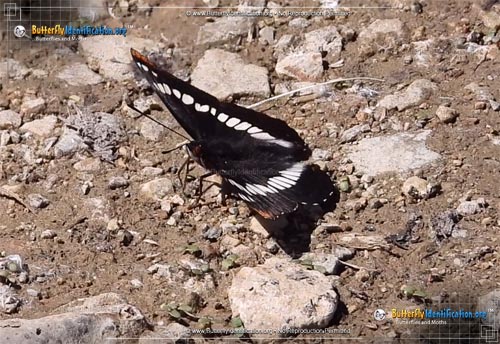 Thumbnail image #2 of the Weidemeyer's Admiral Butterfly