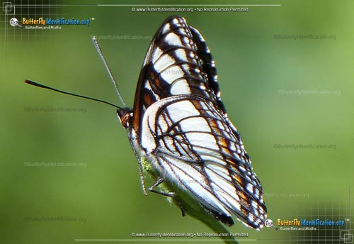 Thumbnail image #1 of the Weidemeyer's Admiral Butterfly