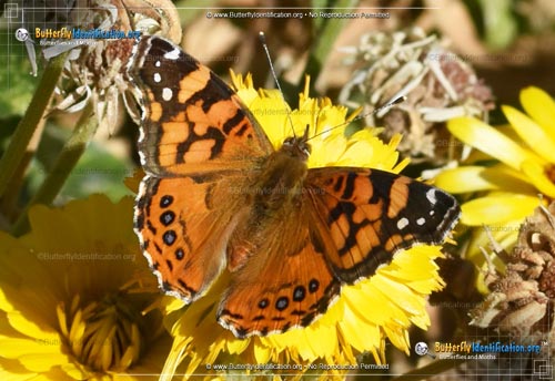 Thumbnail image #1 of the West Coast Lady Butterfly