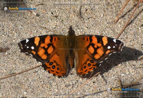 Thumbnail image #3 of the West Coast Lady Butterfly