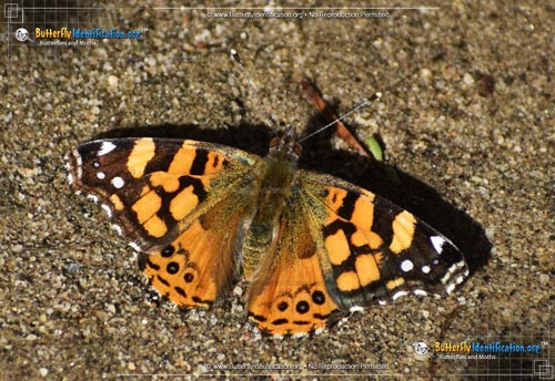 Thumbnail image #4 of the West Coast Lady Butterfly