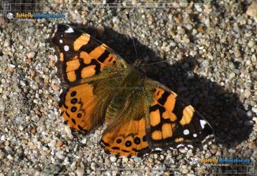 Thumbnail image #5 of the West Coast Lady Butterfly