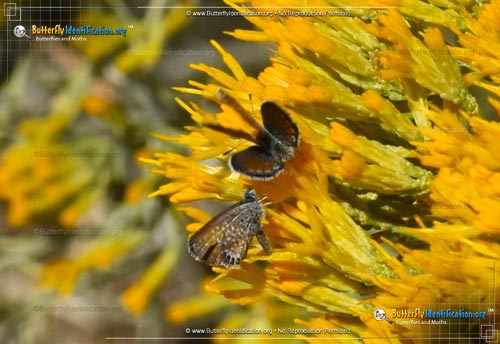 Thumbnail image #3 of the Western Pygmy-Blue Butterfly