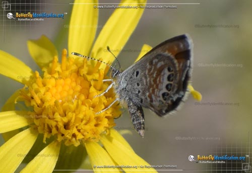 Thumbnail image #4 of the Western Pygmy-Blue Butterfly