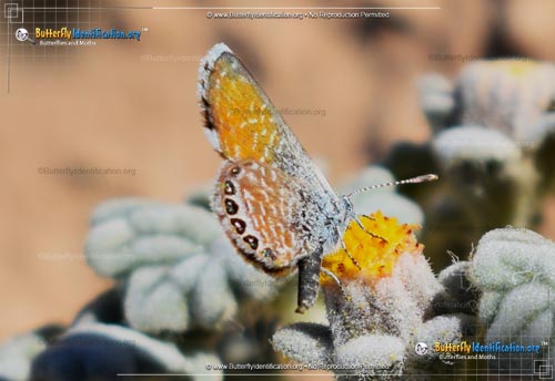Thumbnail image #5 of the Western Pygmy-Blue Butterfly