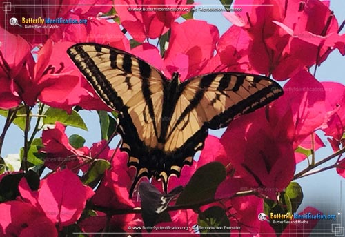 Thumbnail image #3 of the Western Tiger Swallowtail