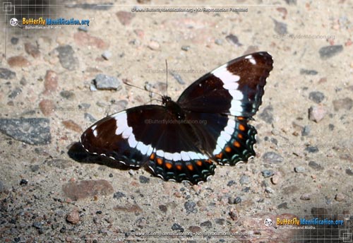 Thumbnail image #1 of the White Admiral Butterfly