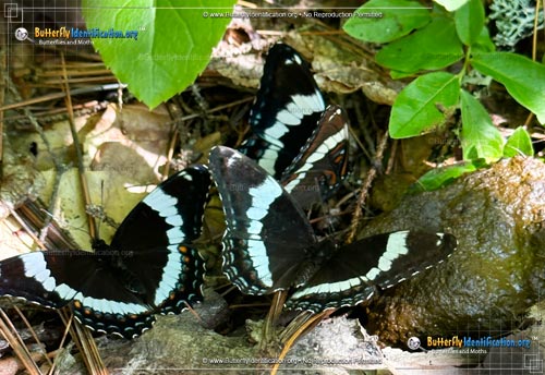 Thumbnail image #2 of the White Admiral Butterfly
