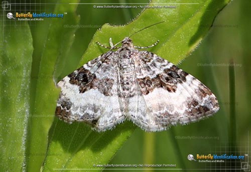 Thumbnail image #1 of the White-banded Toothed Carpet Moth