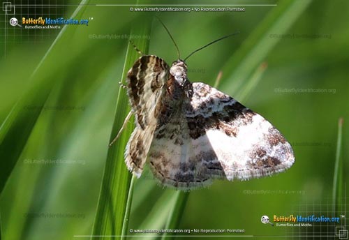 Thumbnail image #2 of the White-banded Toothed Carpet Moth
