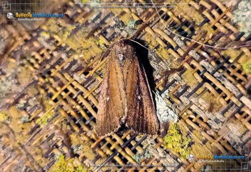 Thumbnail image #1 of the White-dotted Groundling Moth