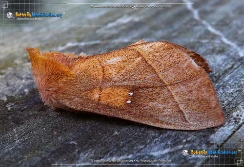Thumbnail image #2 of the White-dotted Prominent