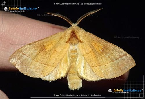 Thumbnail image #1 of the White-dotted Prominent