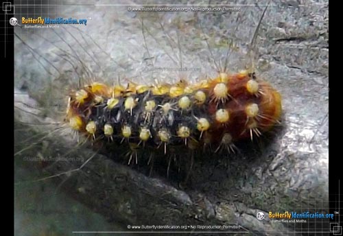 Thumbnail caterpillar image of the White Flannel Moth