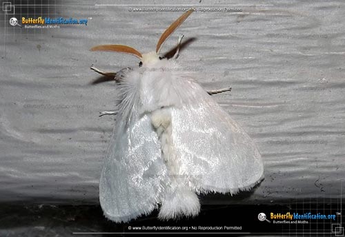 Thumbnail image #1 of the White Flannel Moth