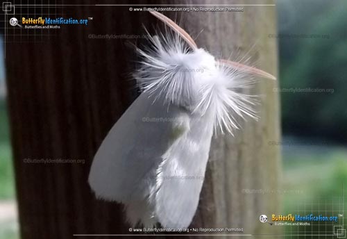 Thumbnail image #2 of the White Flannel Moth