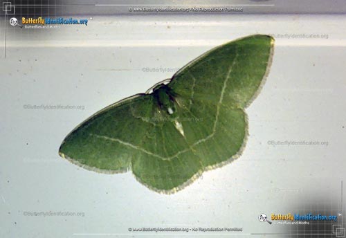 Thumbnail image #1 of the White-fringed Emerald Moth