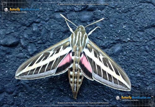 Thumbnail image #1 of the White-lined Sphinx Moth