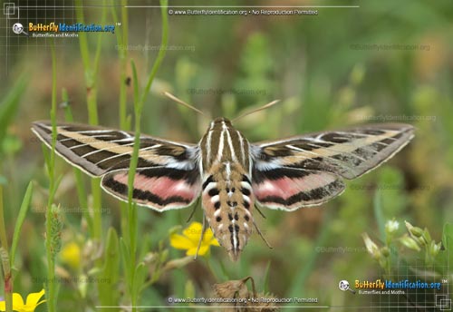 Thumbnail image #4 of the White-lined Sphinx Moth