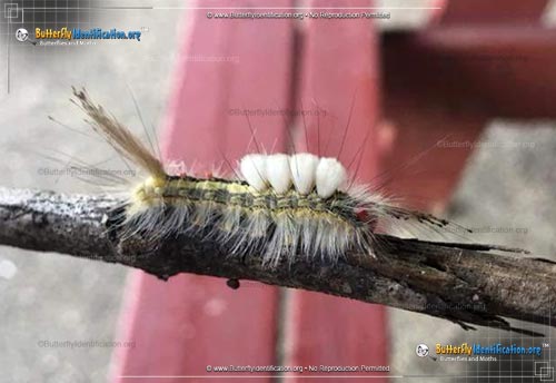 Thumbnail image #2 of the White-marked Tussock Moth