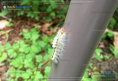 Thumbnail image #3 of the White-marked Tussock Moth