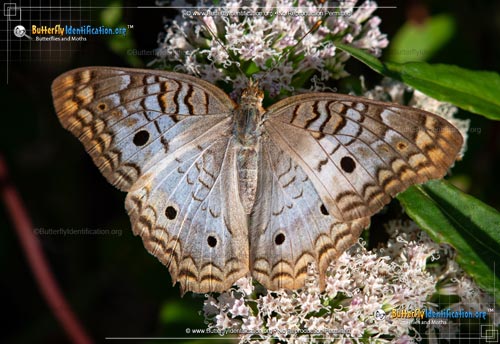 Thumbnail image #2 of the White Peacock Butterfly