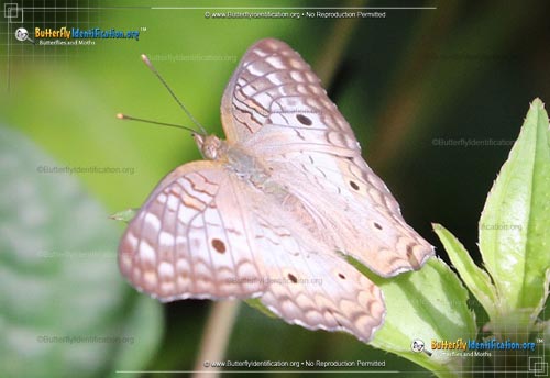 Thumbnail image #3 of the White Peacock Butterfly