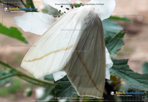 Thumbnail image #1 of the White Slant-line Moth