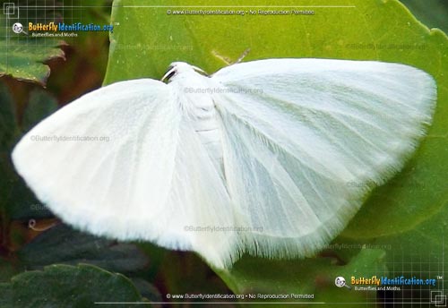 Thumbnail image #1 of the White Spring Moth