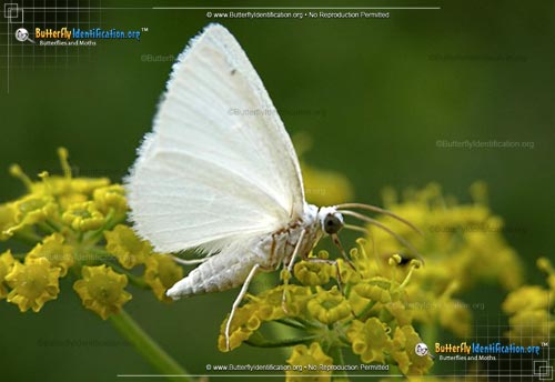 Thumbnail image #2 of the White Spring Moth