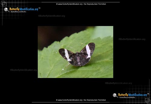 Thumbnail image #1 of the White-striped Black Moth