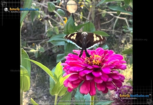 Thumbnail image #3 of the White-striped Longtail Skipper