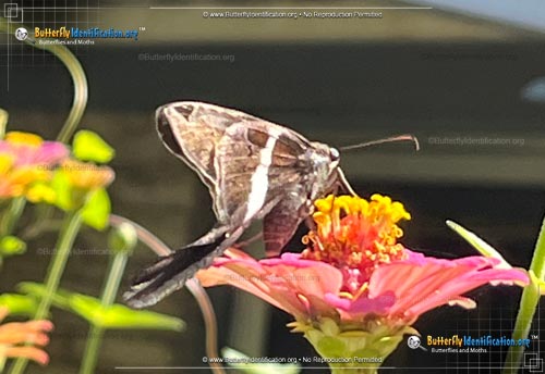Thumbnail image #5 of the White-striped Longtail Skipper
