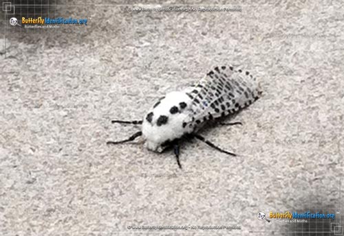 Thumbnail image #1 of the Wood Leopard Moth