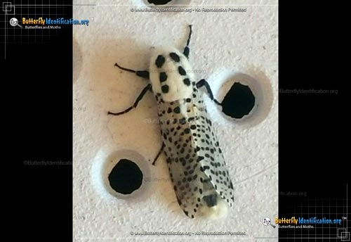 Thumbnail image #2 of the Wood Leopard Moth