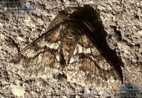 Thumbnail image #1 of the Woolly Gray Moth