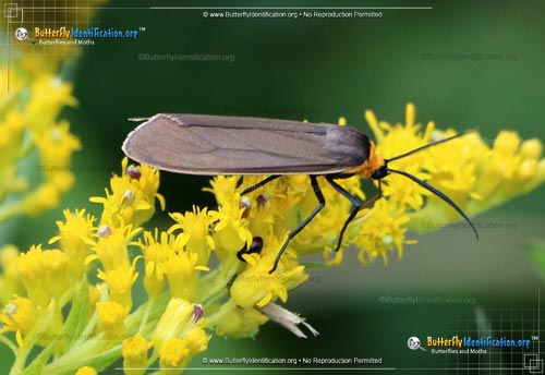 Thumbnail image #2 of the Yellow-collared Scape Moth