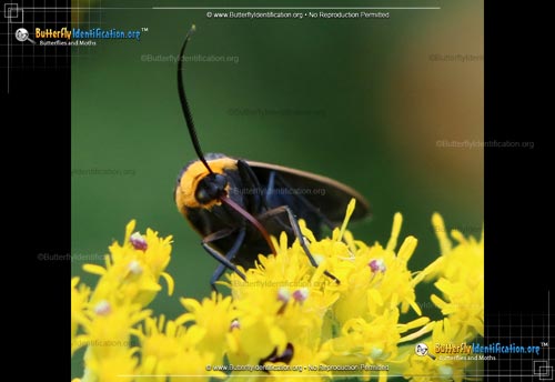 Thumbnail image #3 of the Yellow-collared Scape Moth