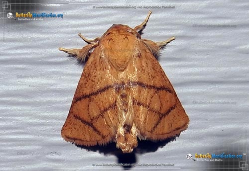 Thumbnail image #1 of the Yellow-collared Slug Moth
