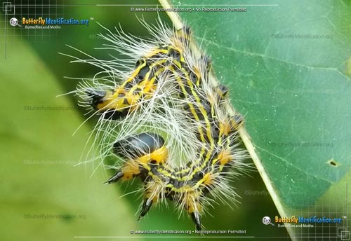 Thumbnail image #1 of the Yellow-necked Caterpillar Moth