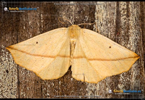 Thumbnail image #1 of the Yellow Slant-line Moth