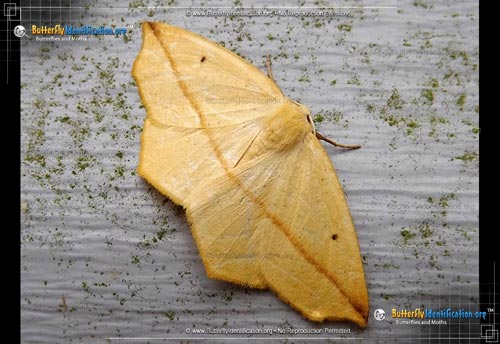 Thumbnail image #2 of the Yellow Slant-line Moth