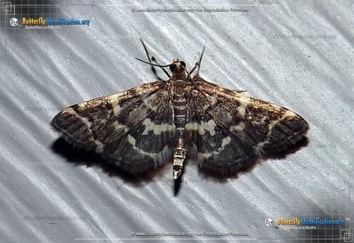 Thumbnail image #1 of the Yellow-spotted Webworm Moth