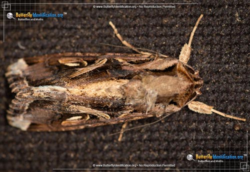 Thumbnail image #1 of the Yellow-striped Armyworm Moth