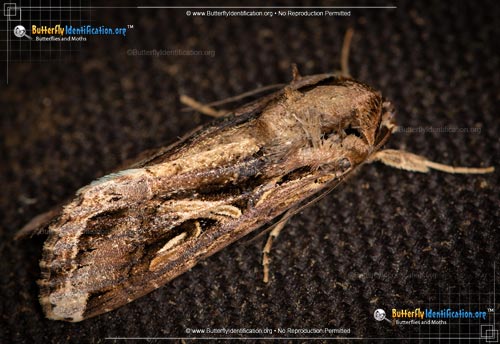 Thumbnail image #3 of the Yellow-striped Armyworm Moth