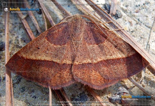 Thumbnail image #1 of the Yellow-washed Metarranthis Moth